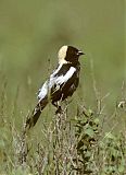 Bobolink