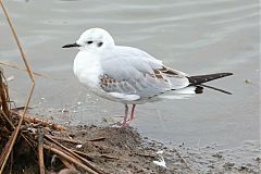 Bonaparte's Gull