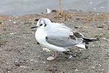 Bonaparte's Gull