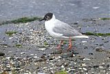 Bonaparte's Gullborder=
