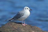 Bonaparte's Gull