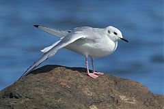 Bonaparte's Gull