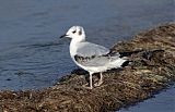 Bonaparte's Gull