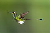 Booted Racket-tail