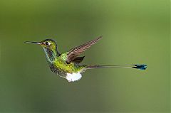 Booted Racket-tail