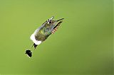 Booted Racket-tail