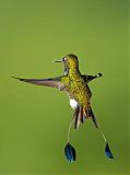 Booted Racket-tail