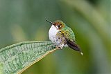 Booted Racket-tail