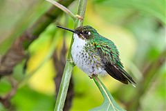 White-booted Racket-tail