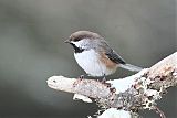 Boreal Chickadee