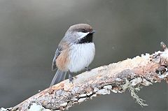 Boreal Chickadee