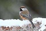 Boreal Chickadee