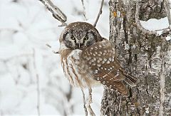 Boreal Owl