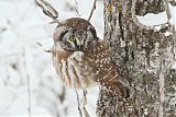 Boreal Owl