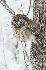 Boreal Owl