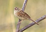 Botteri's Sparrow