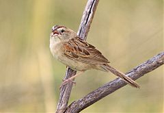 Botteri's Sparrow