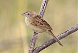 Botteri's Sparrowborder=