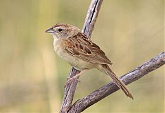 Botteri's Sparrow