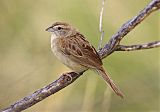 Botteri's Sparrowborder=