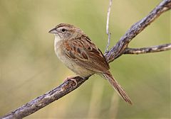 Botteri's Sparrow