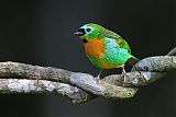 Brassy-breasted Tanager
