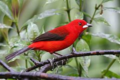 Brazilian Tanager