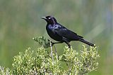 Brewer's Blackbird