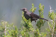 Brewer's Blackbird