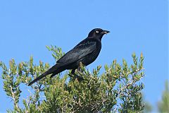 Brewer's Blackbird