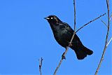 Brewer's Blackbirdborder=
