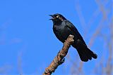 Brewer's Blackbirdborder=