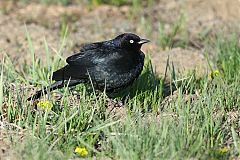 Brewer's Blackbird