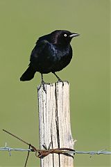 Brewer's Blackbird