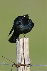 Brewer's Blackbird