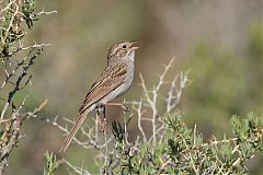 Brewer's Sparrow