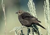 Brewer's Blackbird