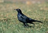 Brewer's Blackbird