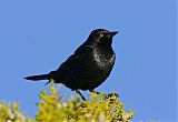 Brewer's Blackbird