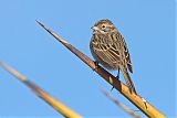 Brewer's Sparrow