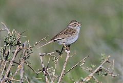 Brewer's Sparrow