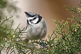 Bridled Titmouse