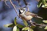 Bridled Titmouse