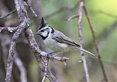 Bridled Titmouse