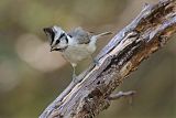 Bridled Titmouse