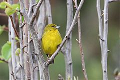 Bright-rumped Yellow-Finch