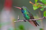 Broad-billed Hummingbirdborder=