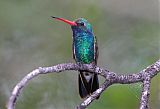 Broad-billed Hummingbirdborder=