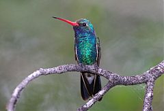 Broad-billed Hummingbird