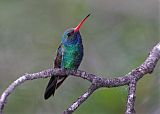 Broad-billed Hummingbirdborder=